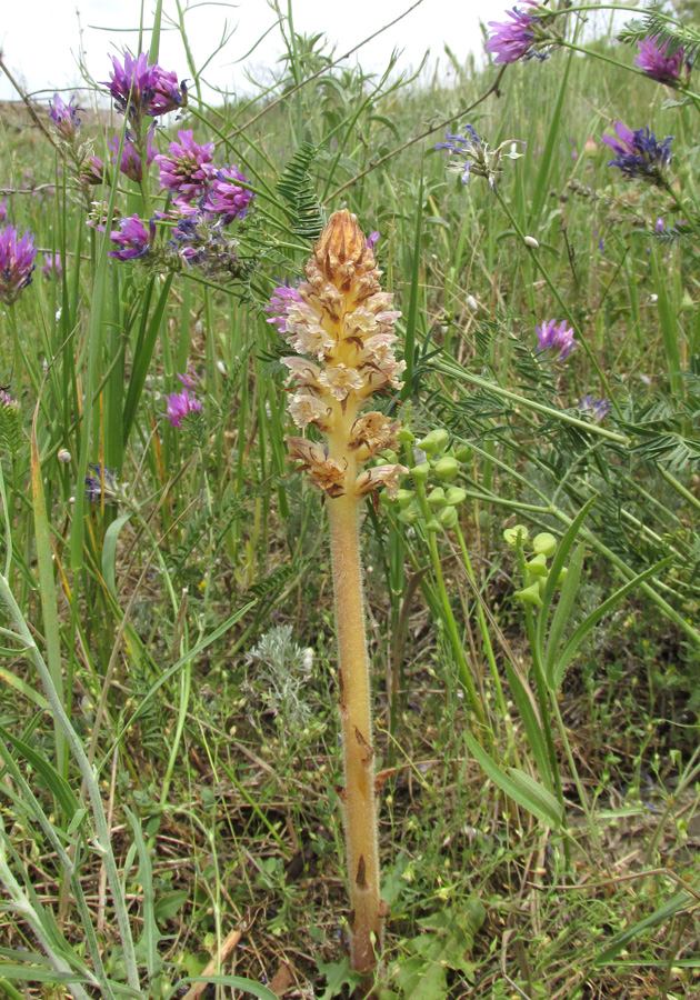 Image of Orobanche minor specimen.