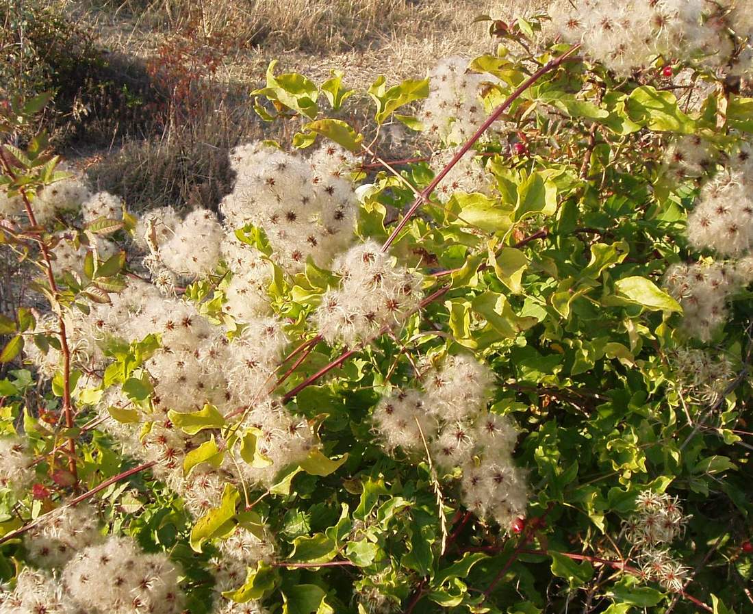 Image of Clematis vitalba specimen.