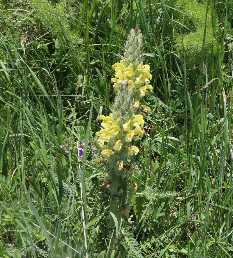 Изображение особи Pedicularis sibthorpii.