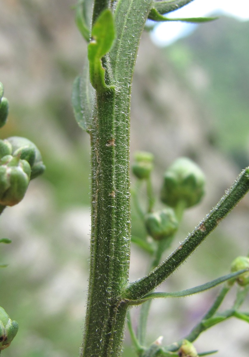 Изображение особи Scrophularia orientalis.