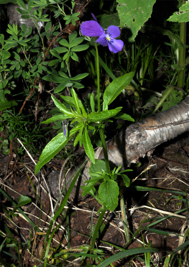 Изображение особи Viola disjuncta.