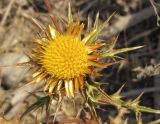 Carlina corymbosa