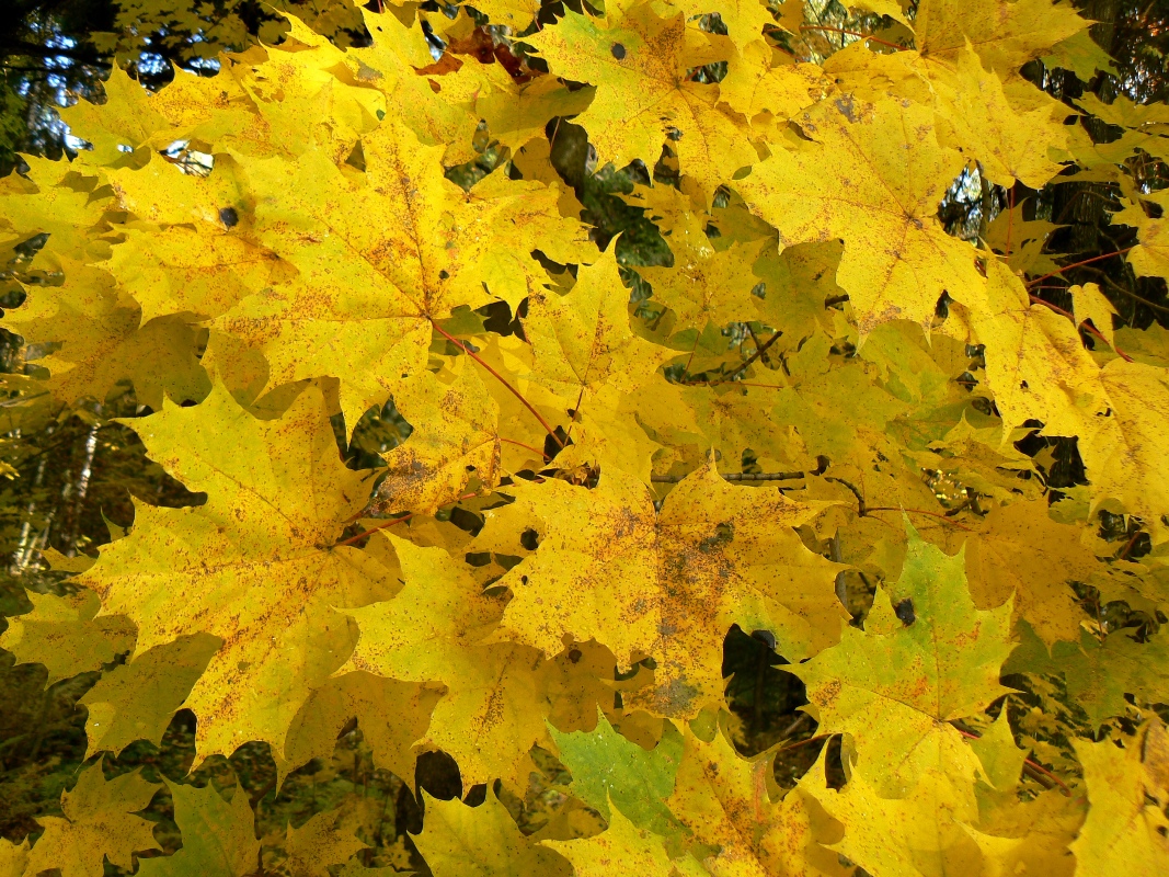 Image of Acer platanoides specimen.