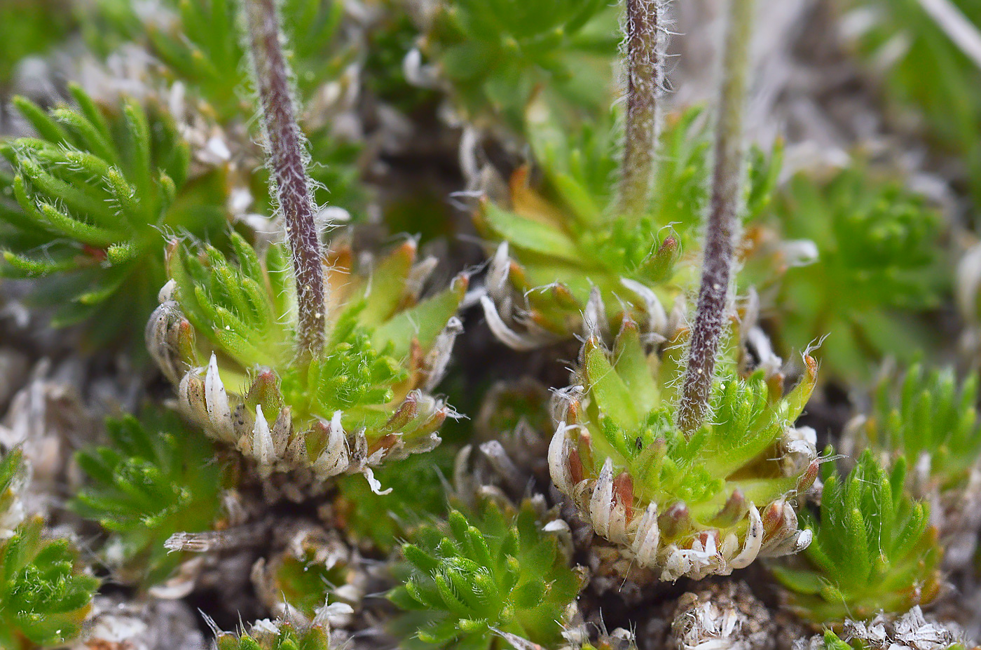 Image of Draba bruniifolia specimen.