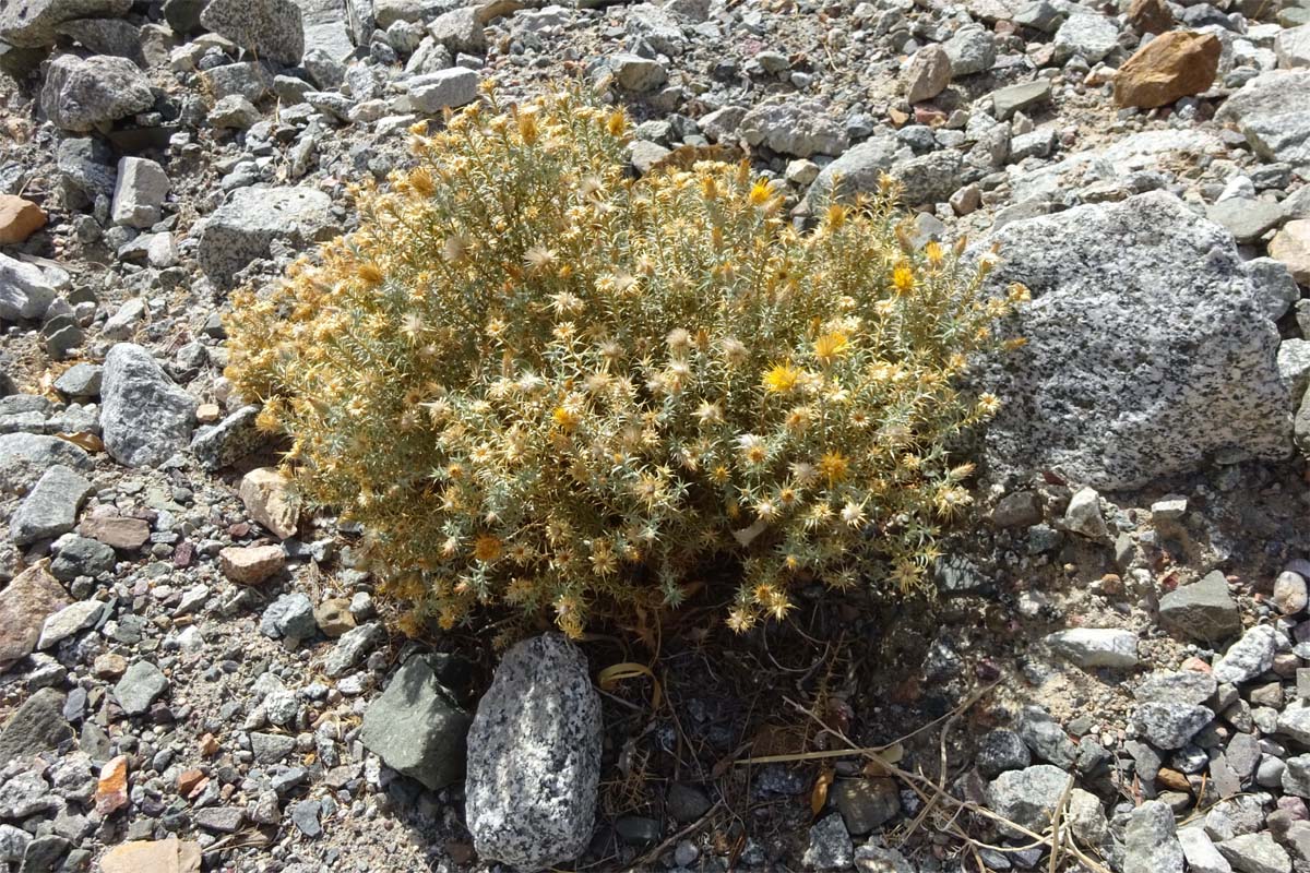 Изображение особи Chuquiraga atacamensis.