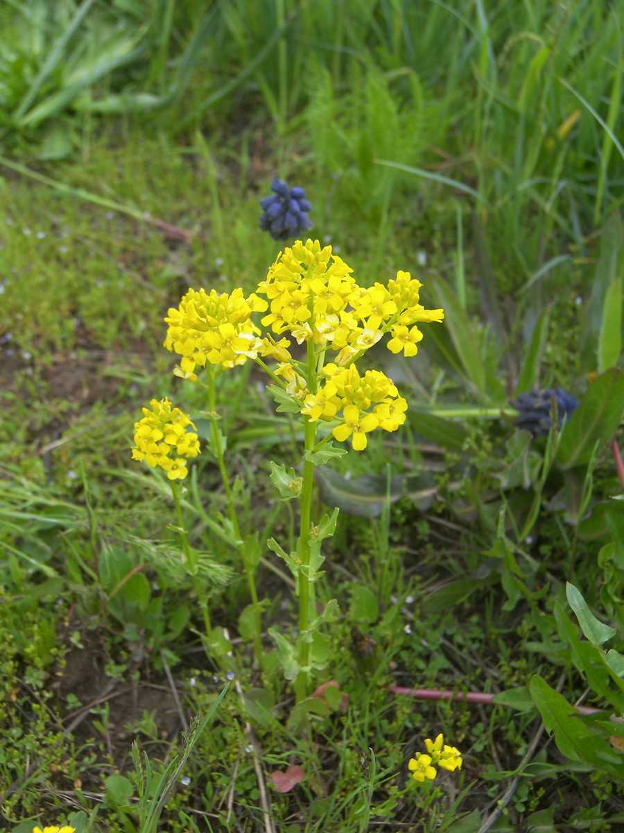 Image of Barbarea plantaginea specimen.