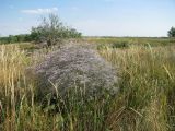 Limonium coriarium. Цветущее растение. Волгоградская обл., Светлоярский р-н, степь. 08.08.2018.