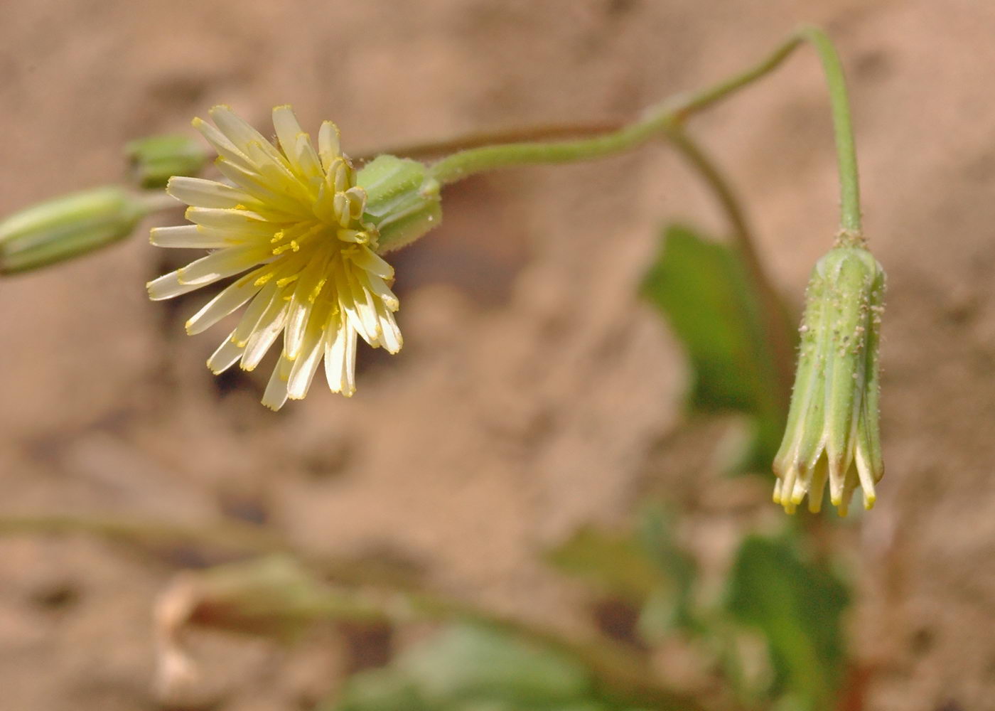 Image of Lagoseris aralensis specimen.