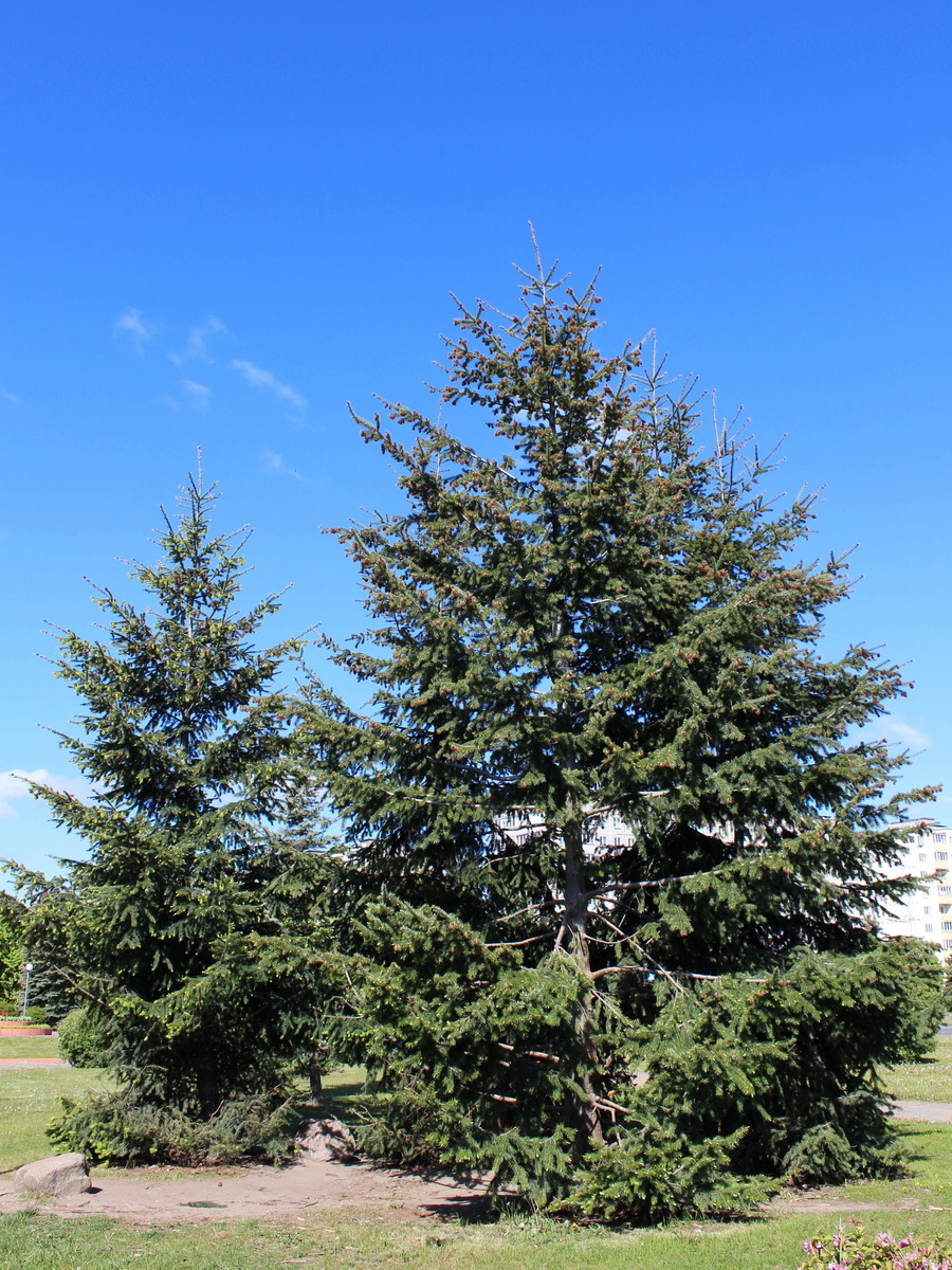 Image of Pseudotsuga menziesii specimen.