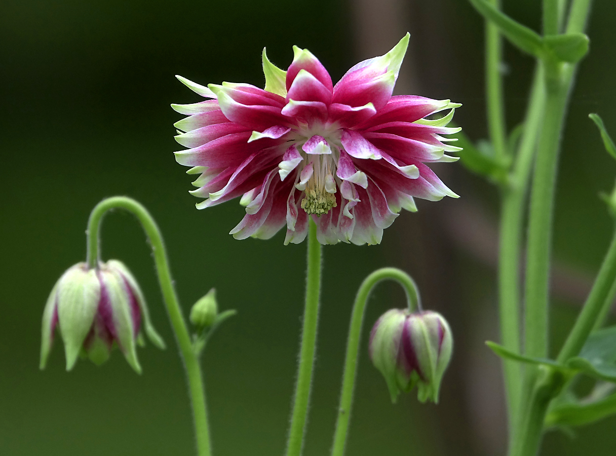 Изображение особи Aquilegia vulgaris var. stellata.