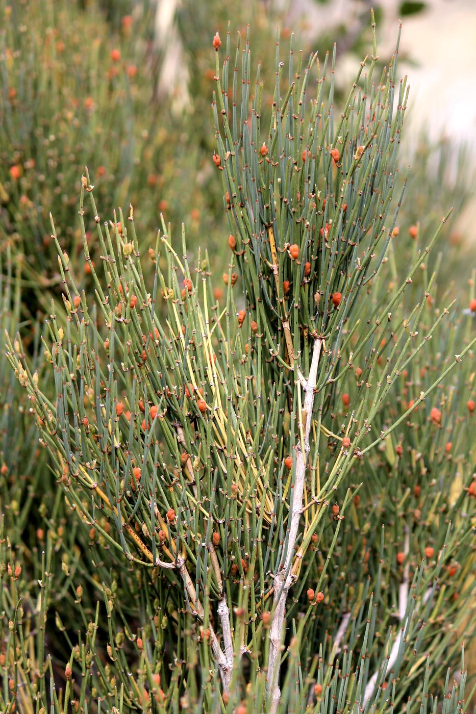 Image of Ephedra equisetina specimen.