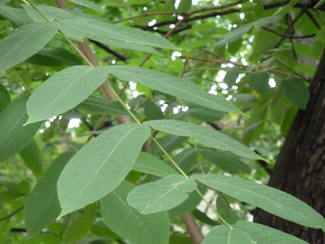 Image of Juglans mandshurica specimen.