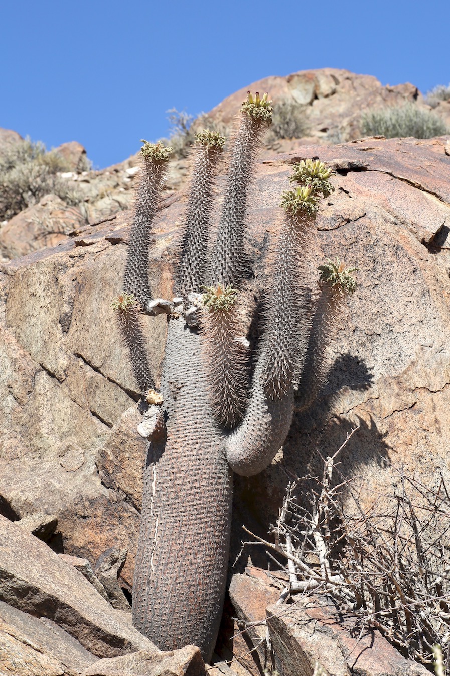 Image of Pachypodium namaquanum specimen.