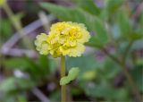 Chrysosplenium alternifolium. Соцветие. Ленинградская обл., Ломоносовский р-н, долина р. Шингарка, влажный берег р. Шингарка, обочина грунтовой дороги. 26.04.2020.