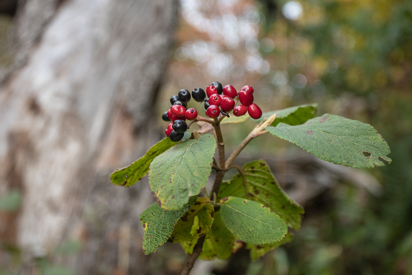 Image of Viburnum lantana specimen.