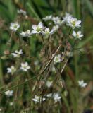 Spergula arvensis. Верхушки побегов с цветками и бутонами. Магаданская обл., окр. г. Магадан, ост. \"Аммональная\", по краю незасеянного поля. 14.08.2019.\".