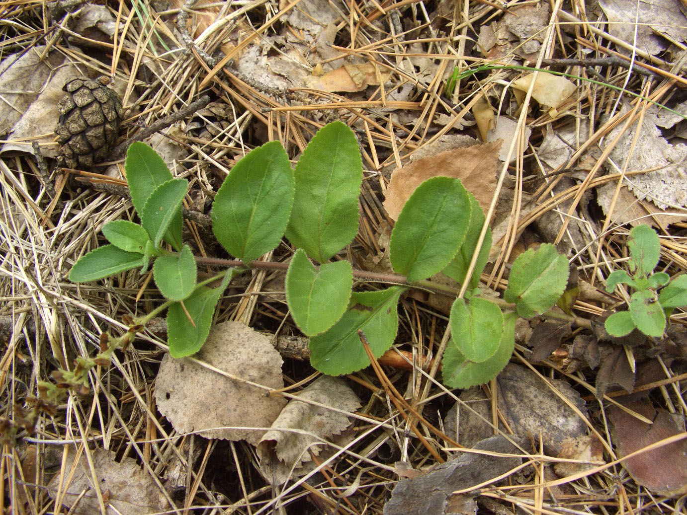 Изображение особи Veronica officinalis.