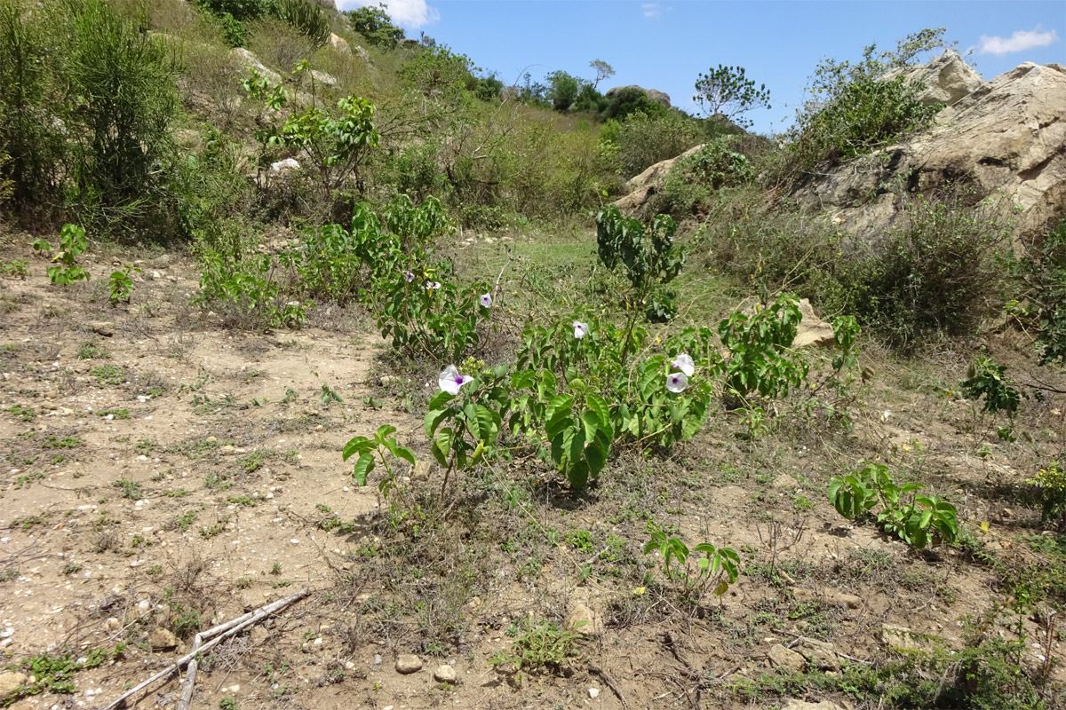 Image of Ipomoea hildebrandtii specimen.