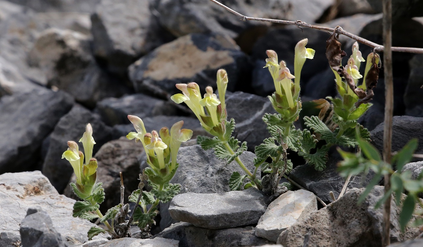 Image of Scutellaria cordifrons specimen.