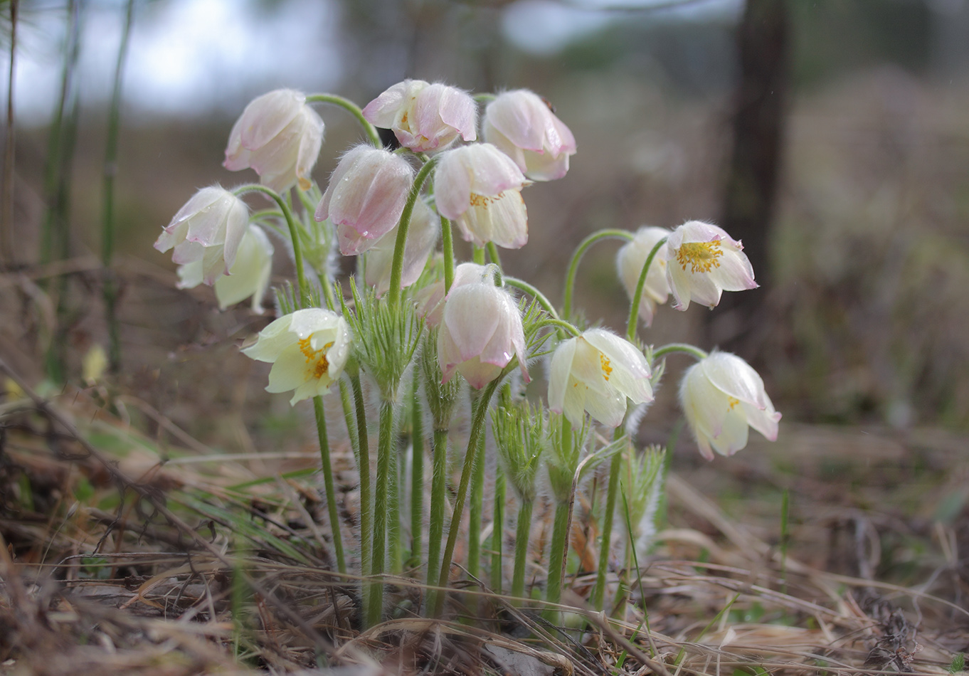 Image of Pulsatilla patens specimen.