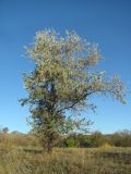 Elaeagnus angustifolia