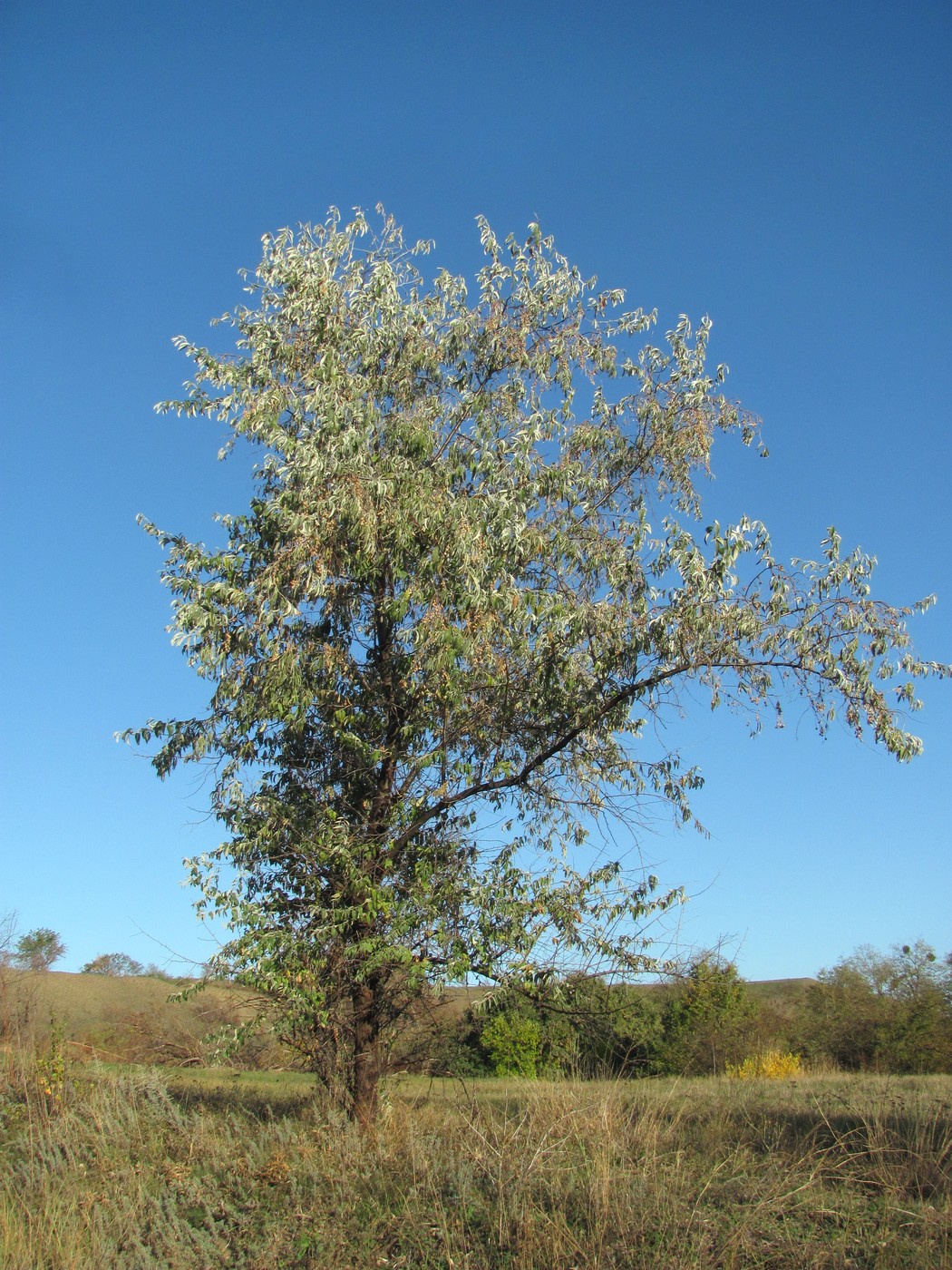 Изображение особи Elaeagnus angustifolia.