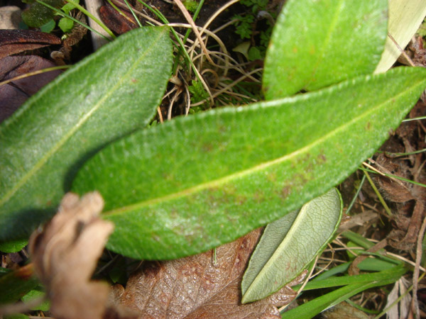 Image of Bistorta vivipara specimen.