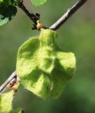 Ulmus macrocarpa