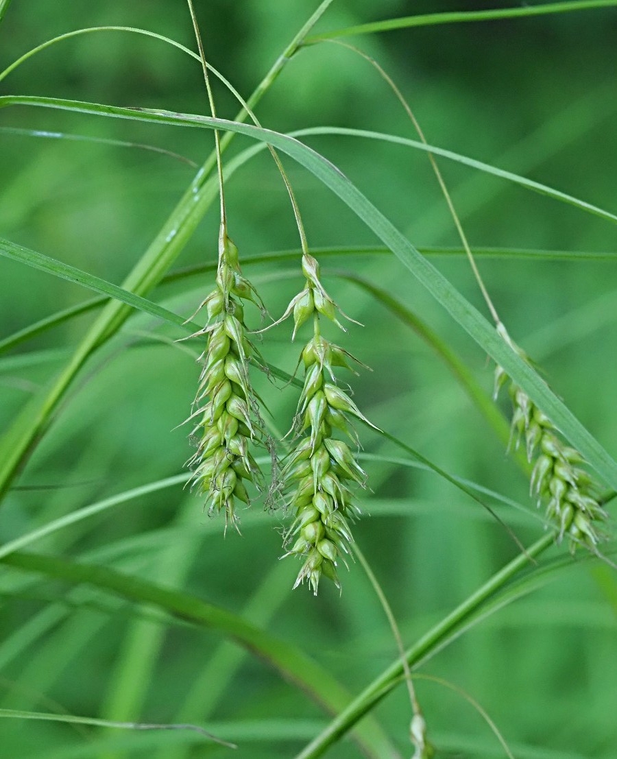 Изображение особи Carex arnellii.