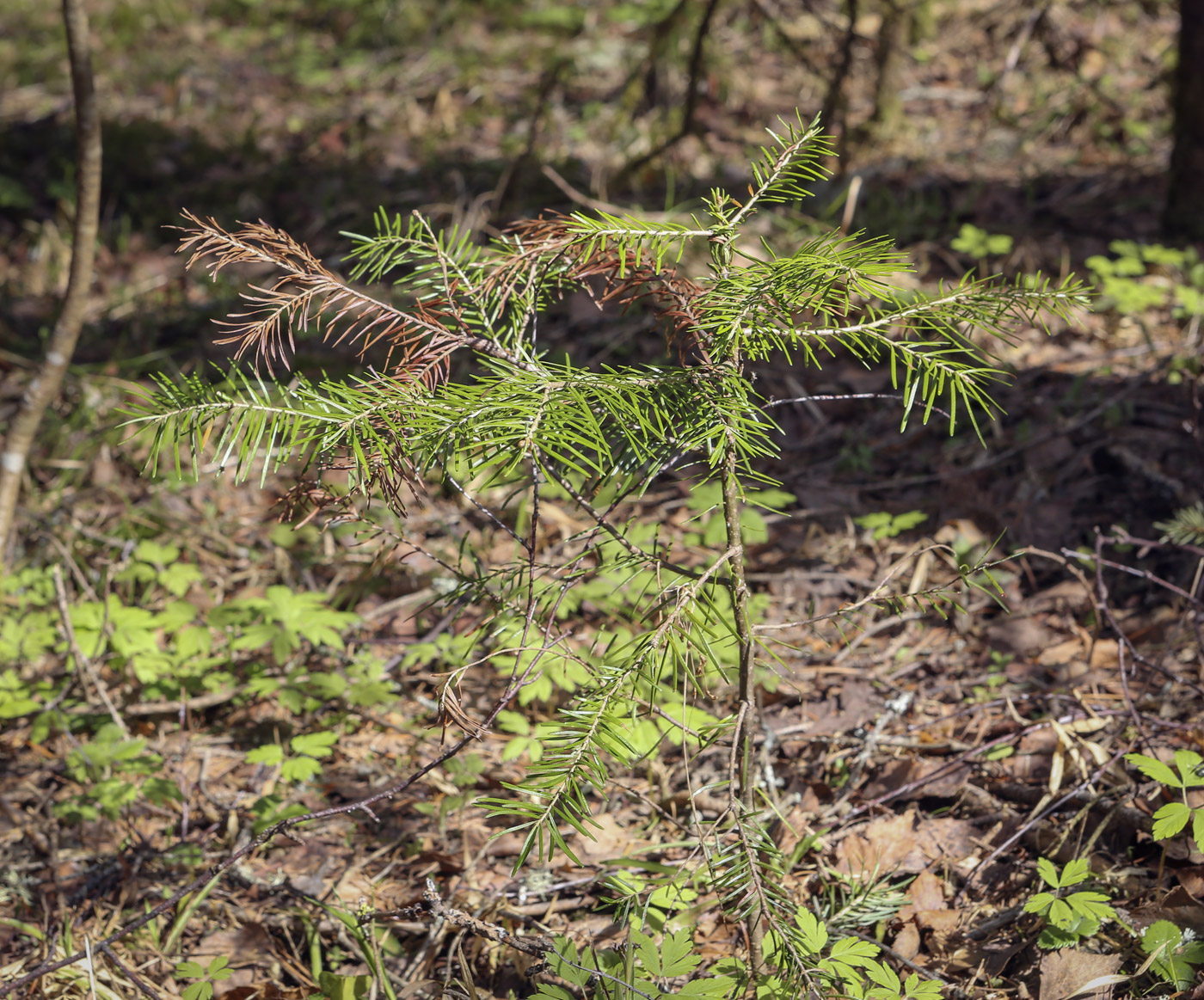 Image of Abies sibirica specimen.