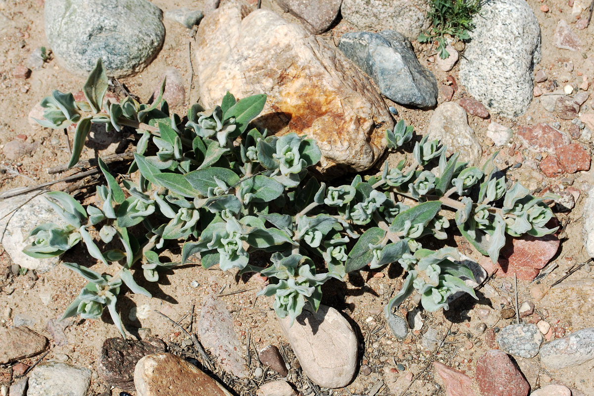 Image of Trichodesma incanum specimen.