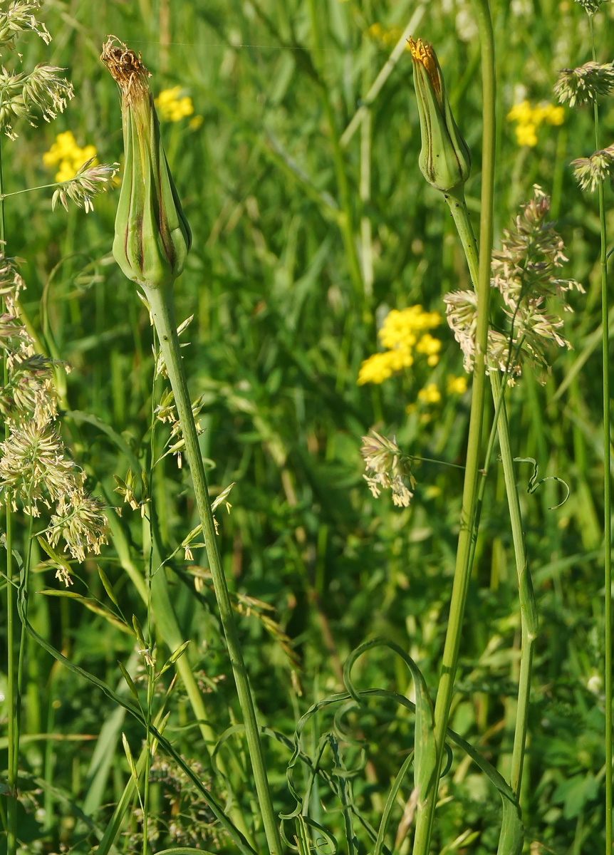 Изображение особи Tragopogon pratensis.