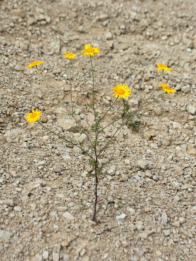 Image of Anthemis tinctoria specimen.