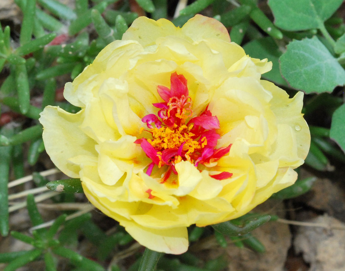 Image of Portulaca grandiflora specimen.