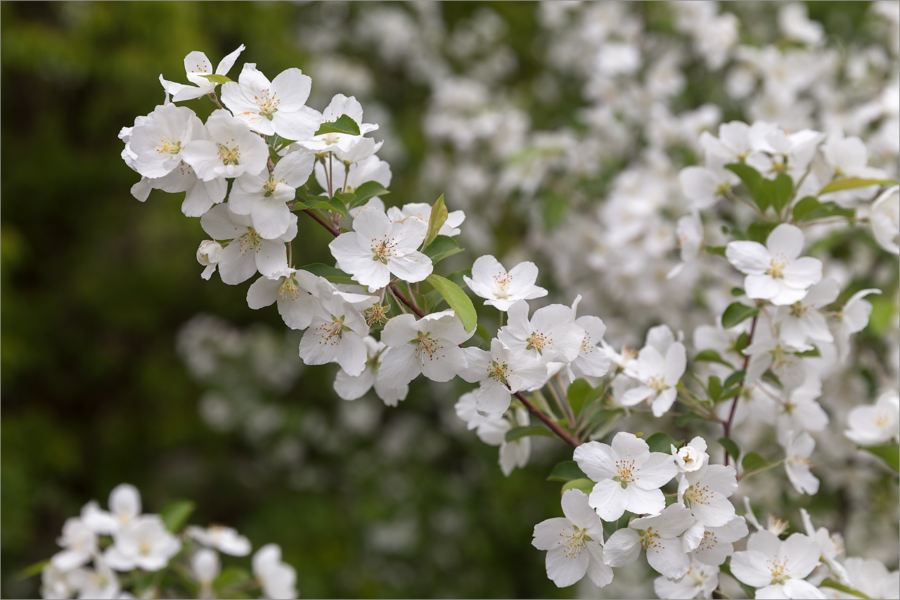 Изображение особи Malus domestica.