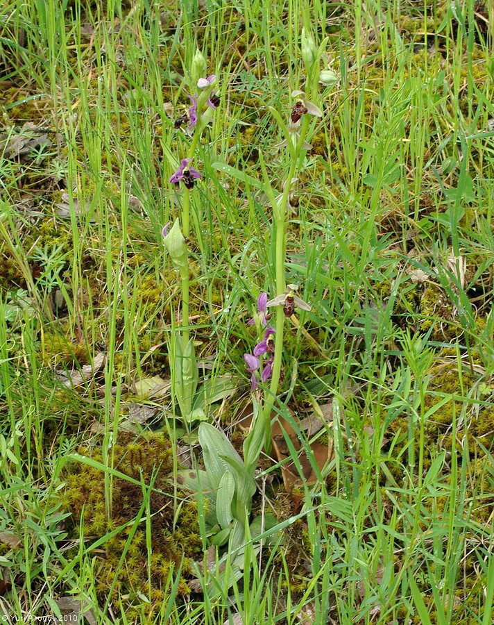 Изображение особи Ophrys oestrifera.