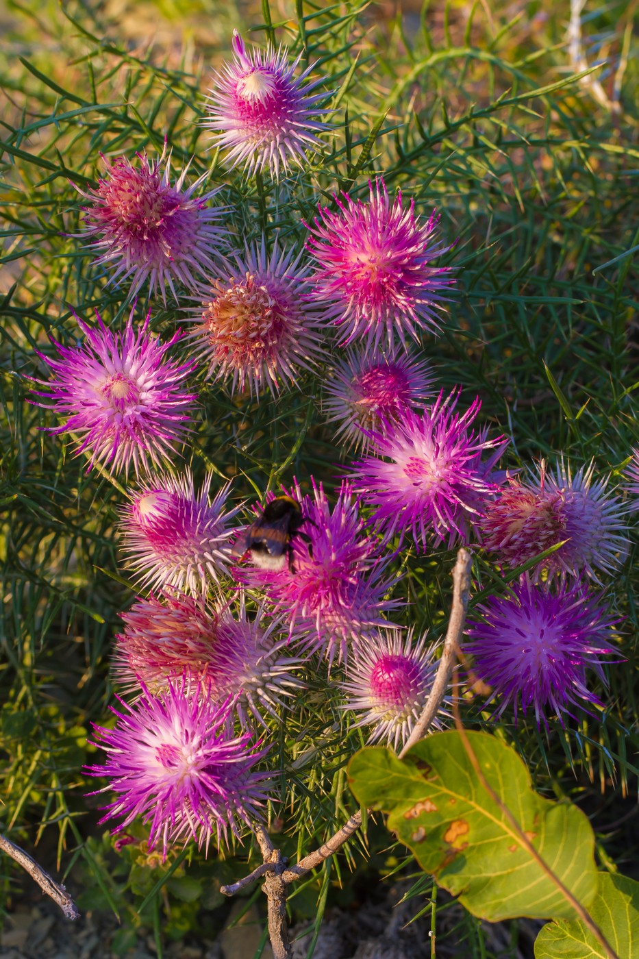 Image of Lamyra echinocephala specimen.