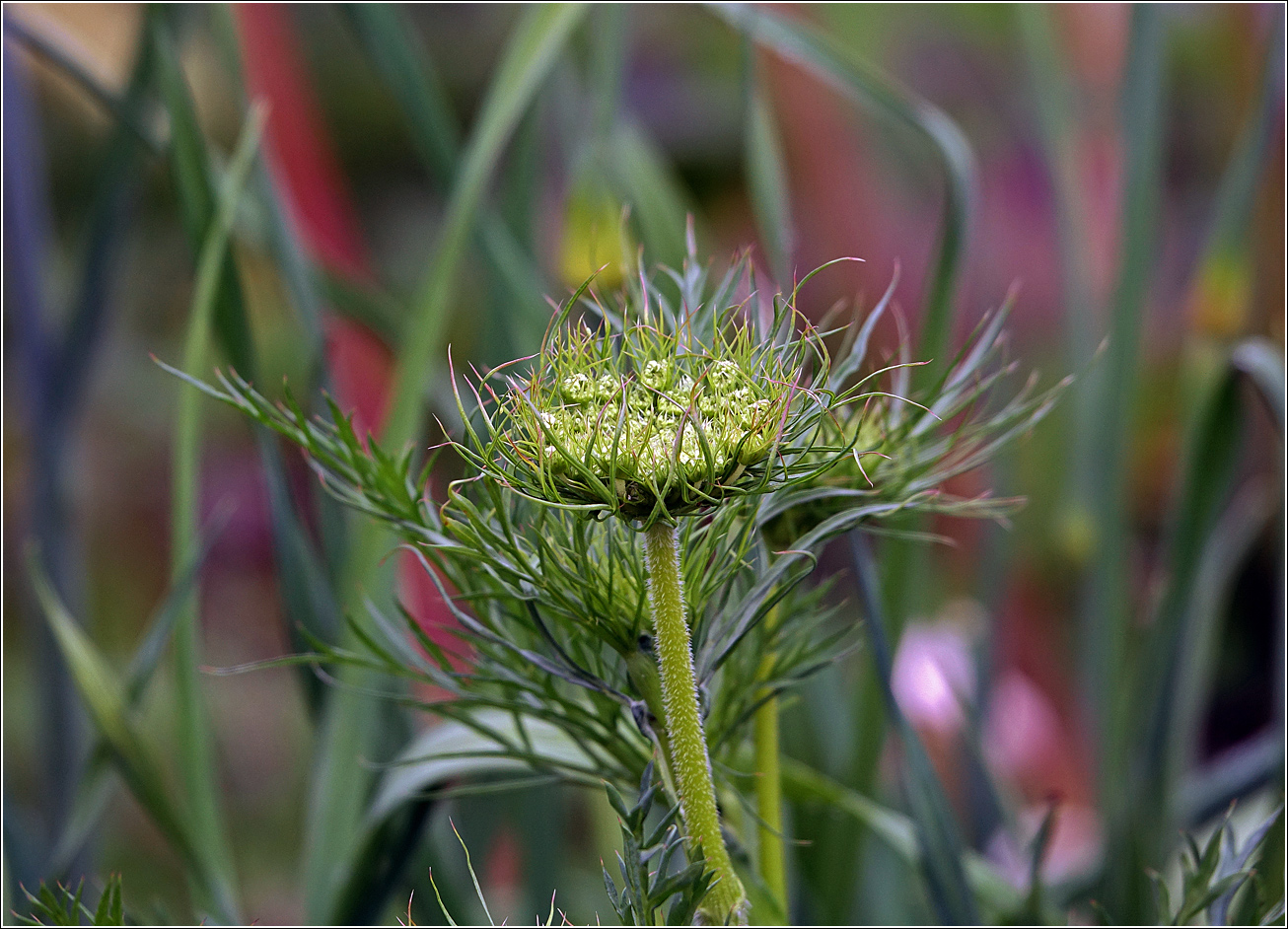 Изображение особи Daucus sativus.