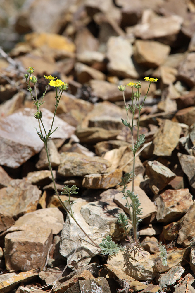 Image of Potentilla sericea specimen.