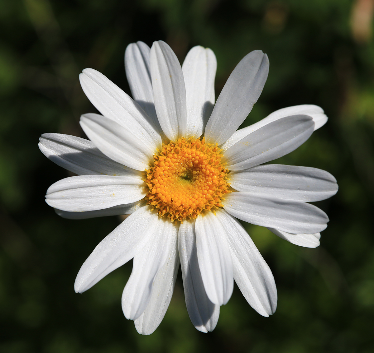Изображение особи Chrysanthemum coreanum.