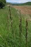 Festuca regeliana. Соцветия. Крым, Байдарская долина. 26 мая 2010 г.