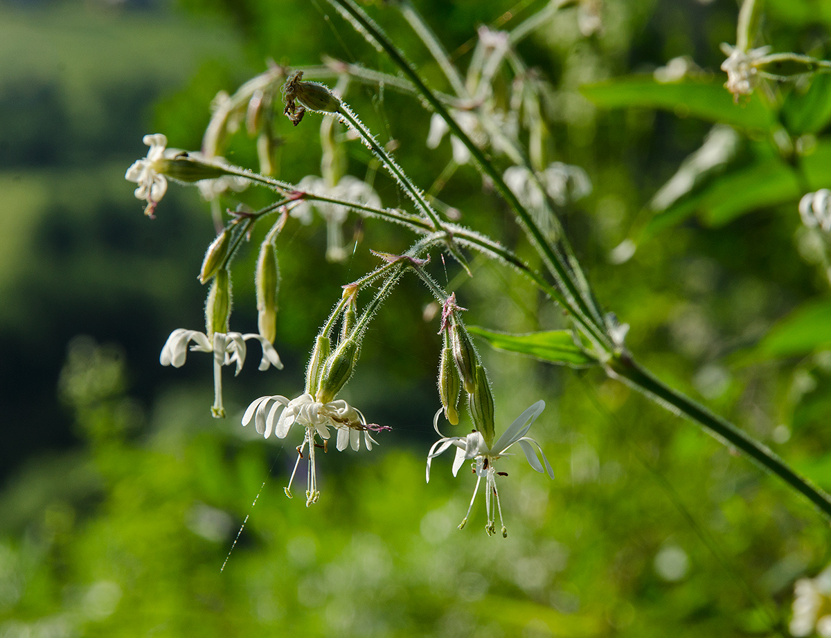 Image of Silene nutans specimen.