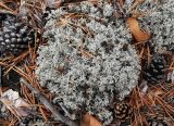 Cladonia arbuscula