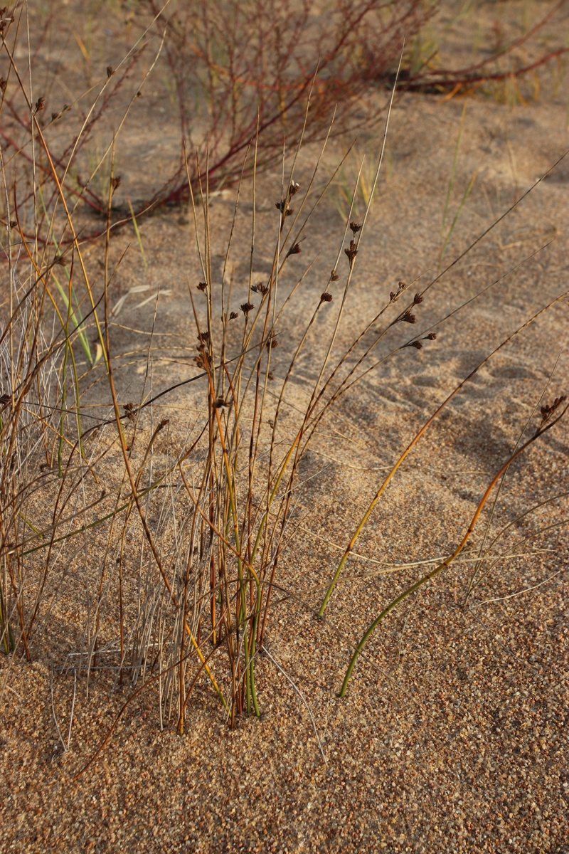 Изображение особи Juncus &times; inundatus.