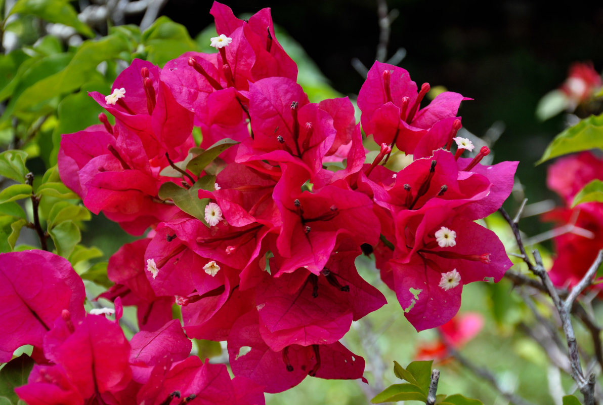 Изображение особи Bougainvillea glabra.