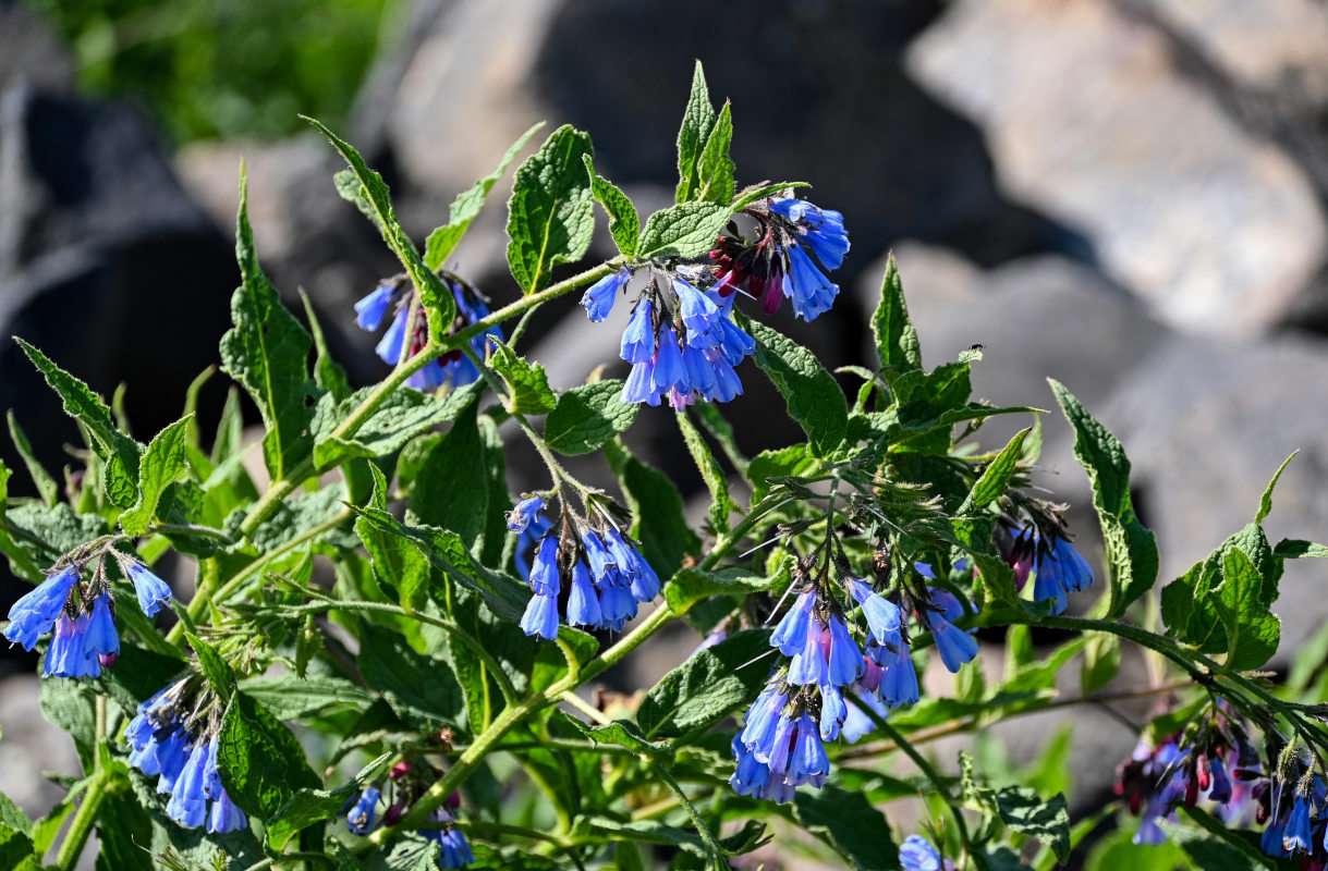 Изображение особи Symphytum asperum.