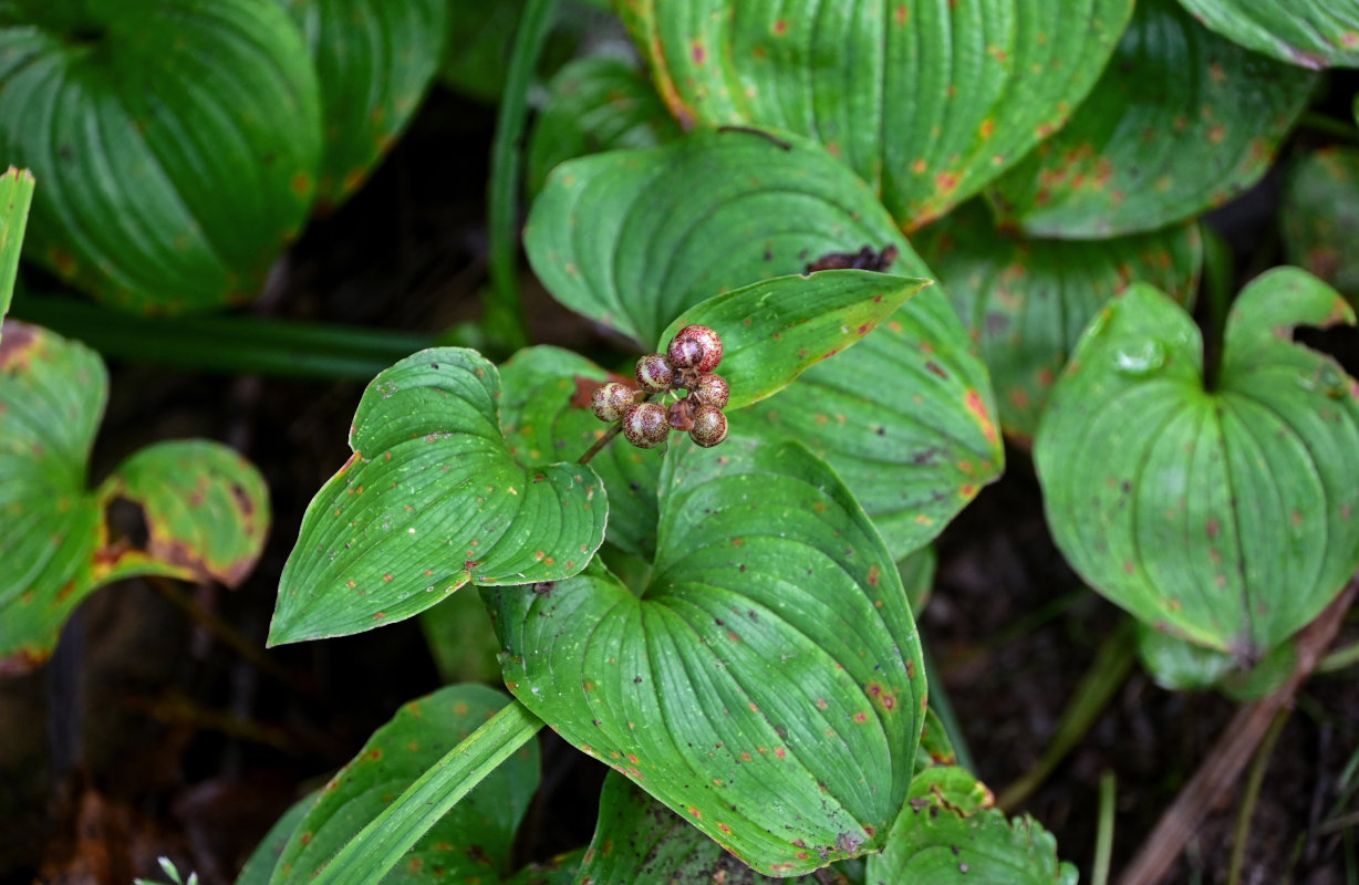 Изображение особи Maianthemum dilatatum.