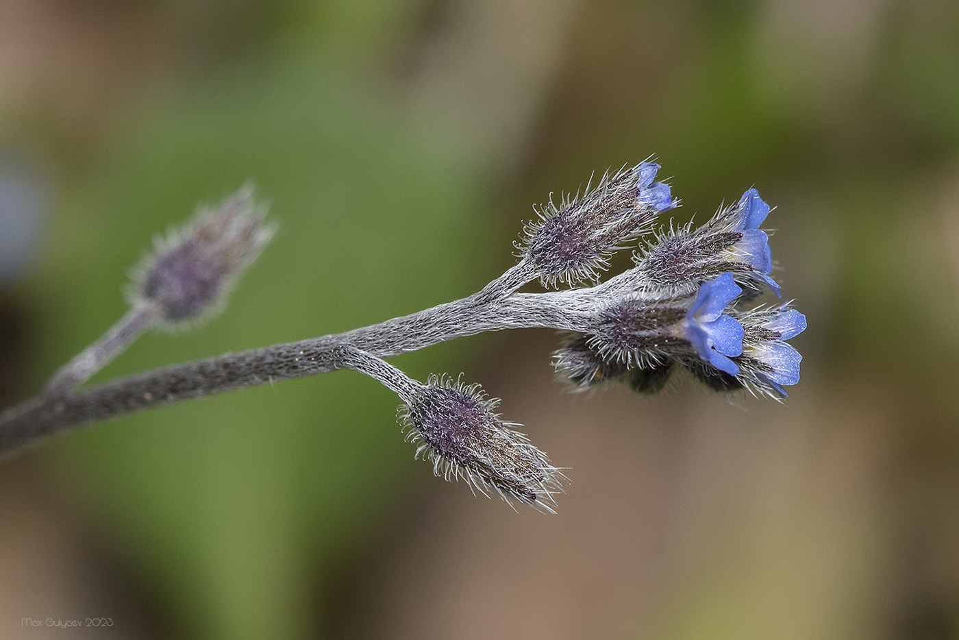 Image of Myosotis ramosissima specimen.