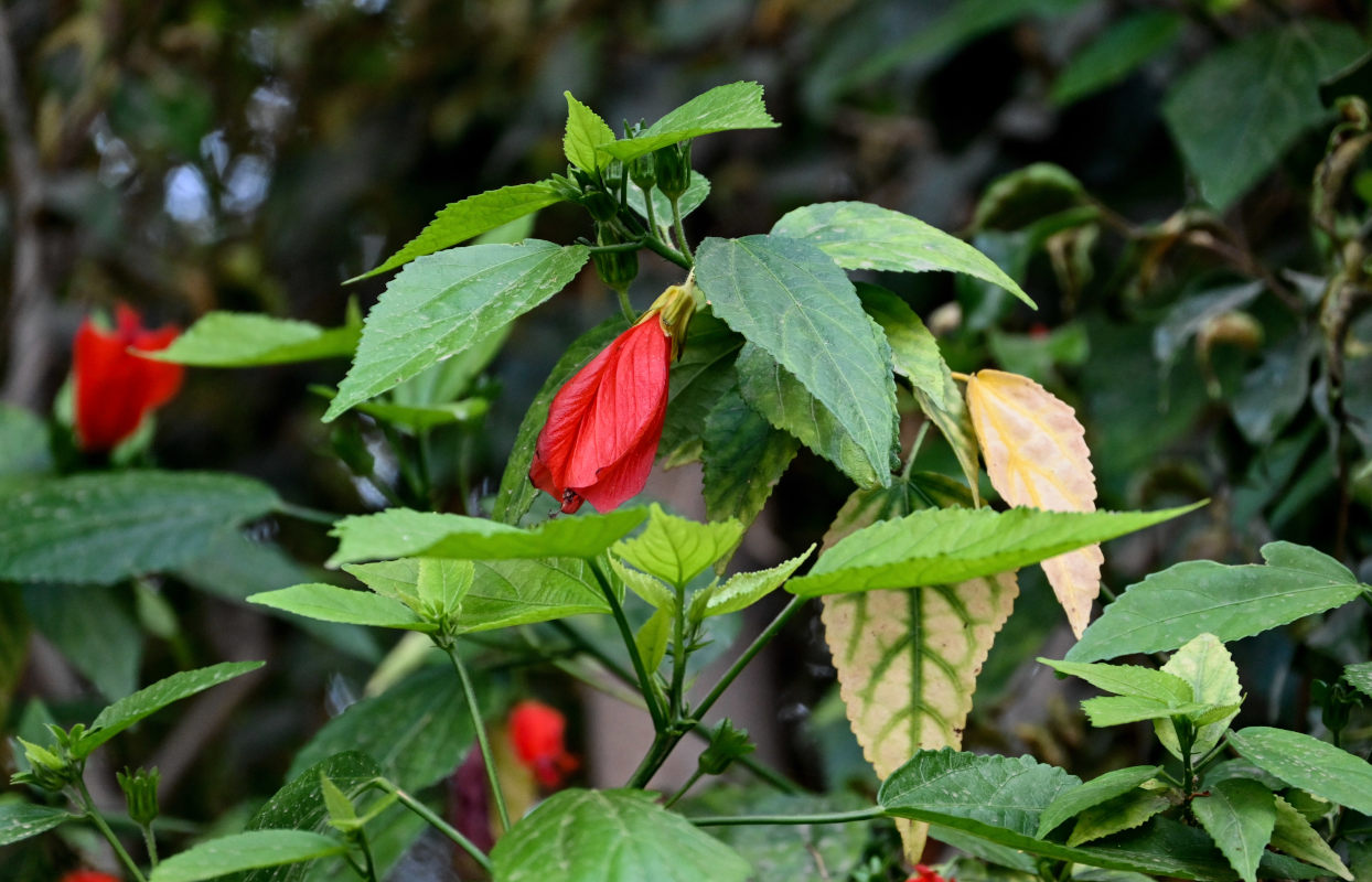 Image of Malvaviscus penduliflorus specimen.