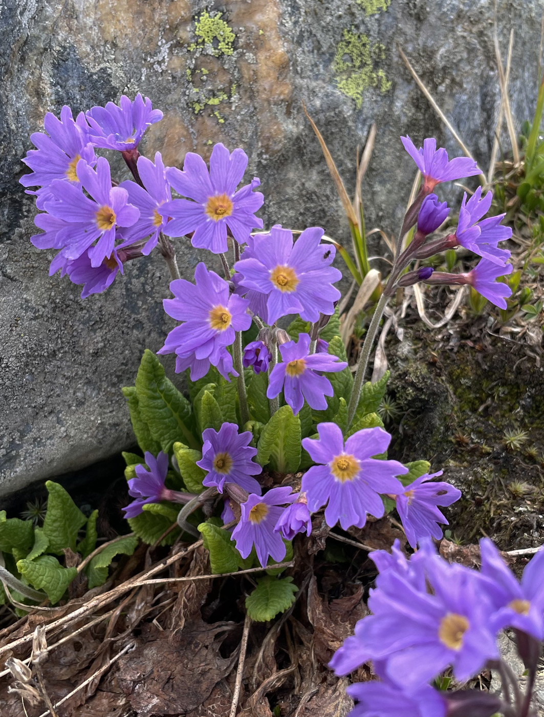 Image of Primula amoena specimen.